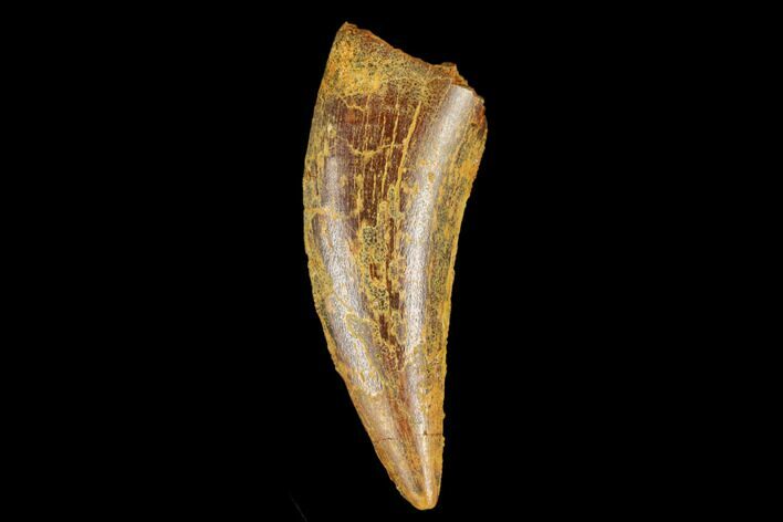 Serrated, Theropod (Deltadromeus?) Tooth - Real Dinosaur Tooth #178492